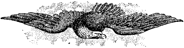 Mountain Eagle Logo