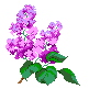 lilac.gif (1094 bytes)